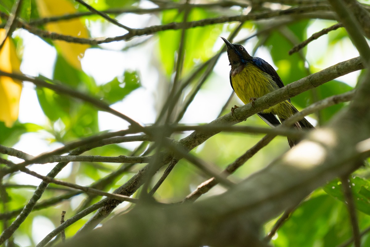 malaysolfugl - ML652257339