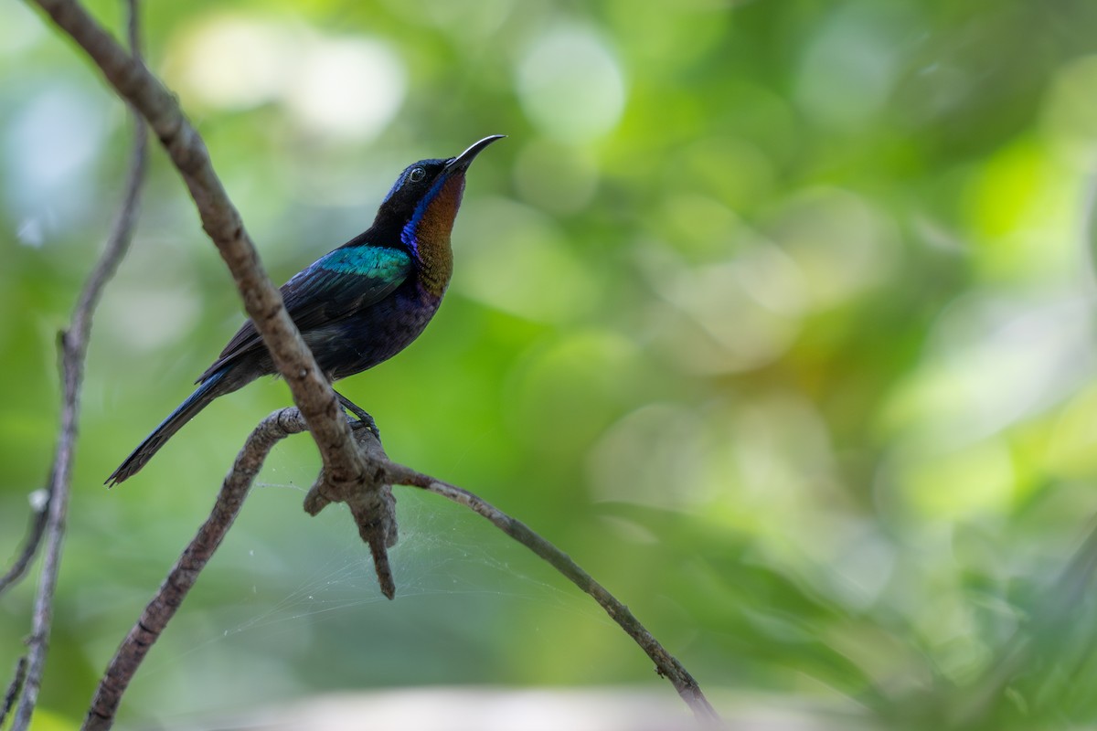 kobberstrupesolfugl - ML652257349