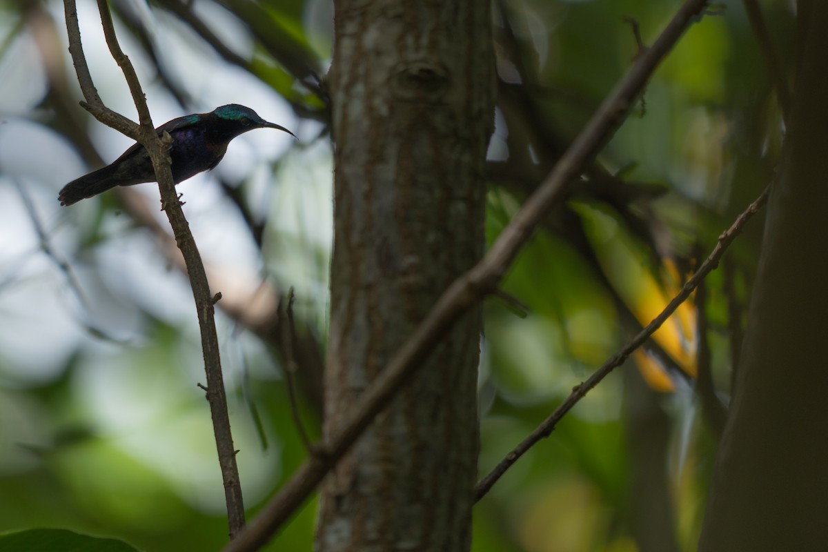 kobberstrupesolfugl - ML652257352