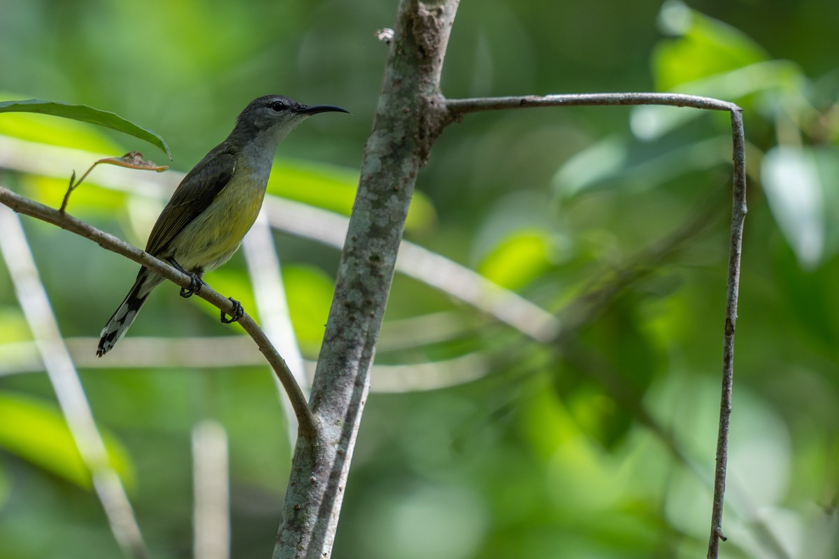 kobberstrupesolfugl - ML652257353