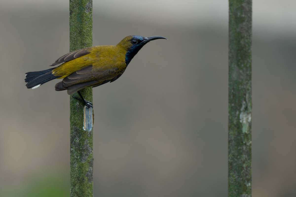 parksolfugl - ML652257378