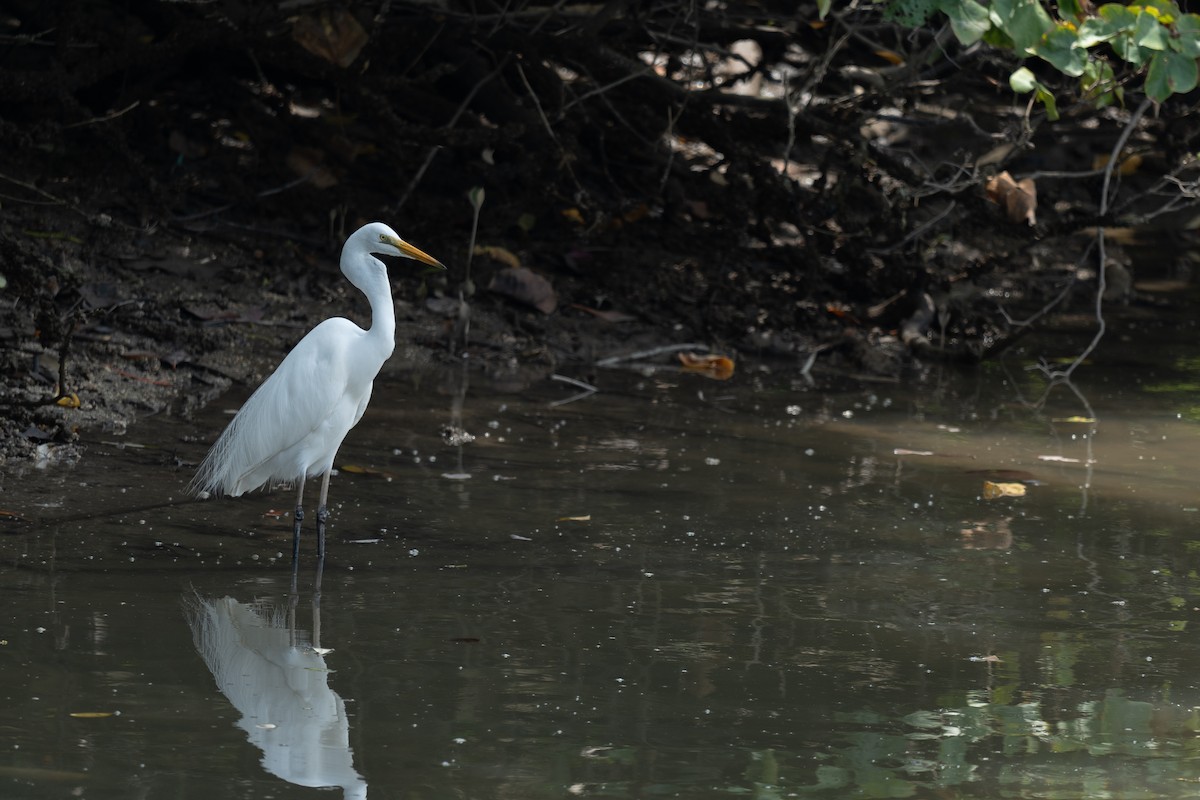 duskhegre - ML652257426