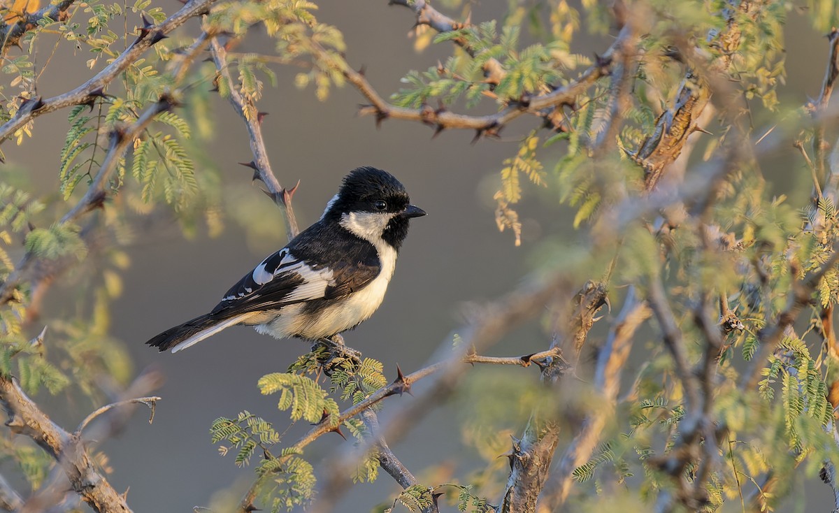 ハジロシジュウカラ - ML652257470