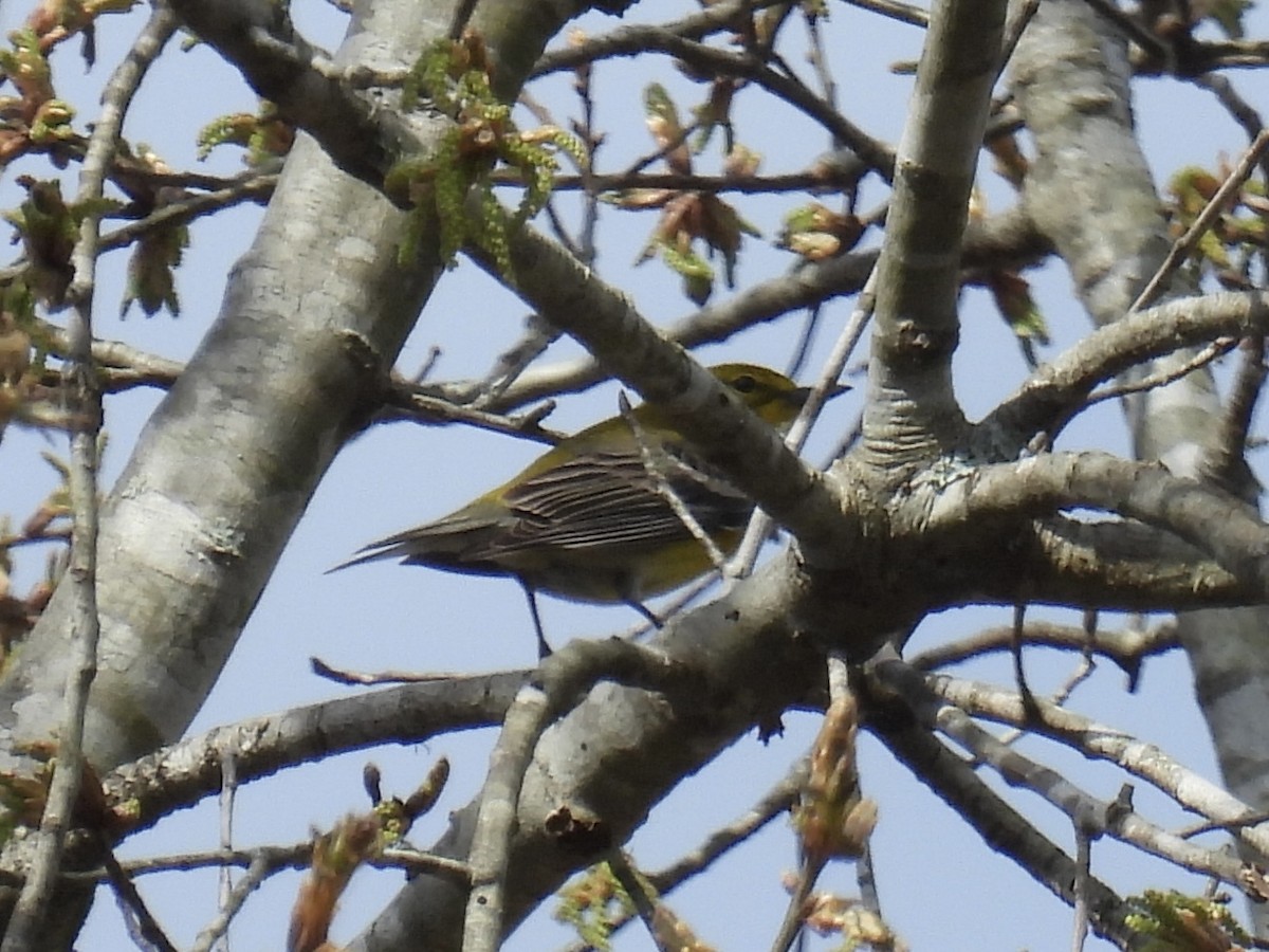 マツアメリカムシクイ - ML652257501