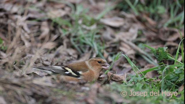 Pinzón Vulgar - ML652257506