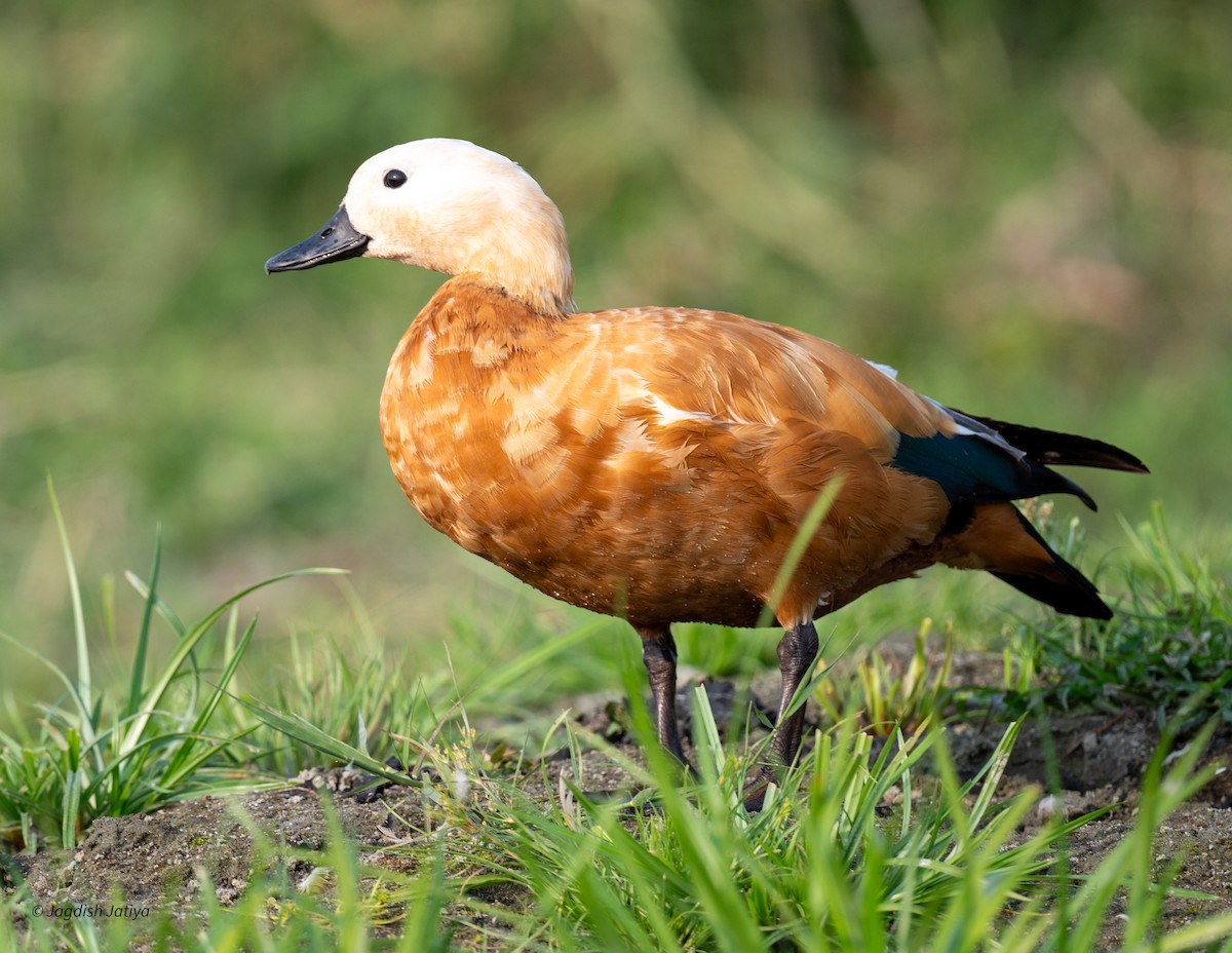 eBird Checklist - 16 Feb 2026 - Maguri Beel (Maguri Wetland) - 17 species