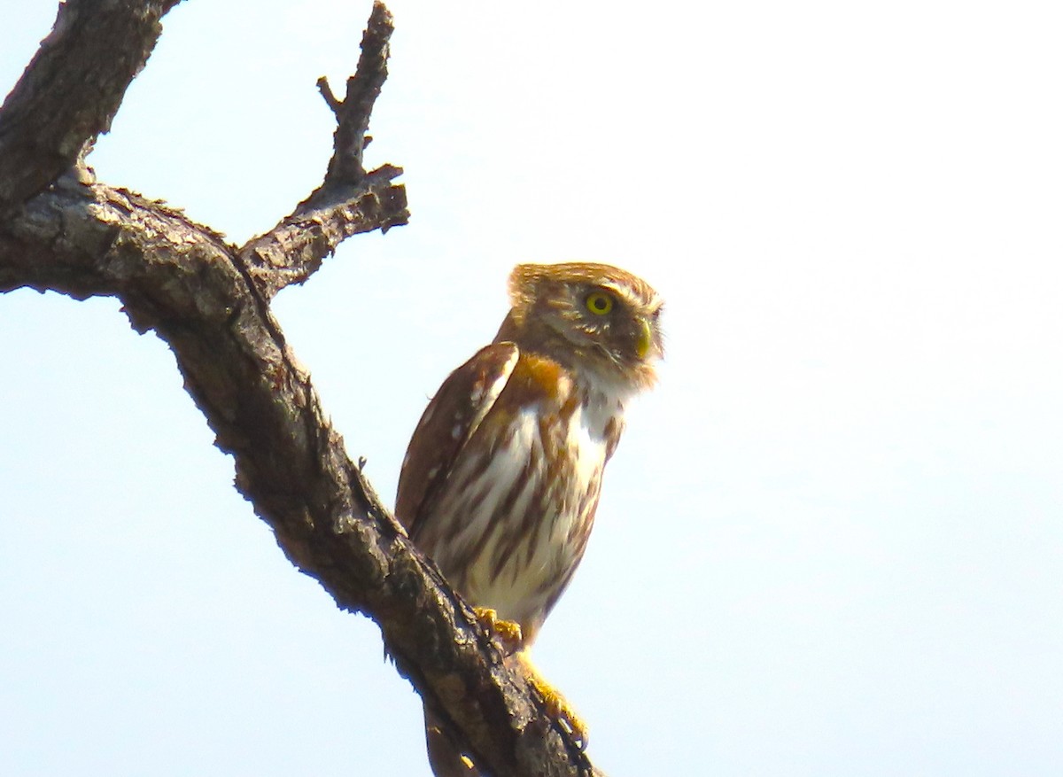 Ferruginous Pygmy-Owl - ML652257588