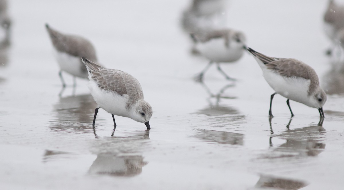 Bécasseau sanderling - ML652257626