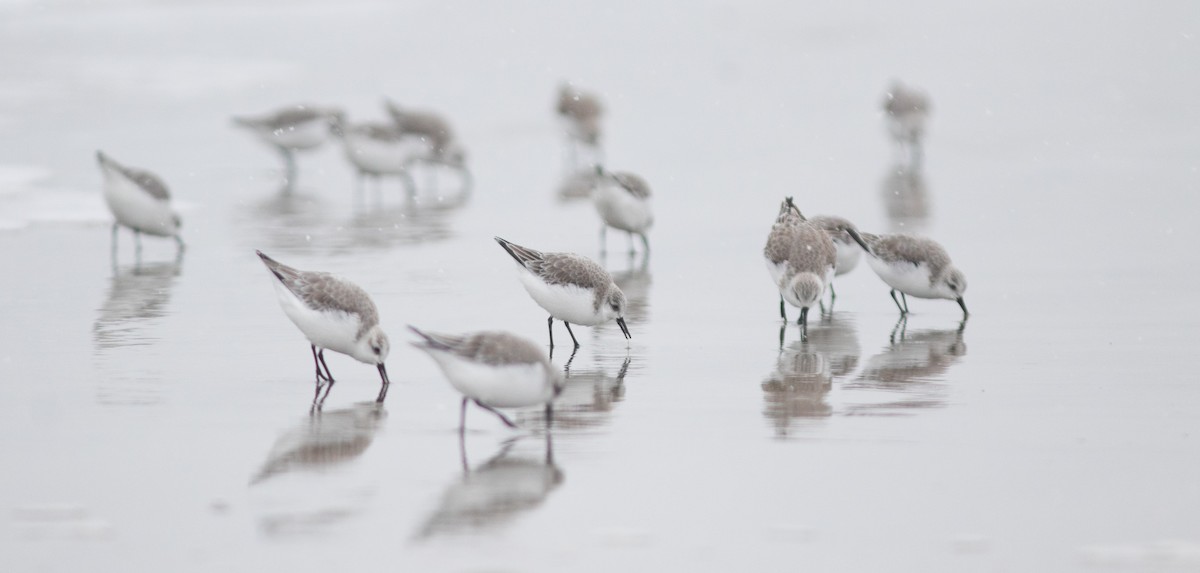 Bécasseau sanderling - ML652257627