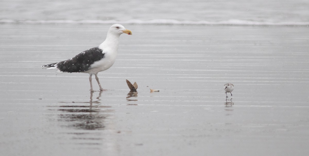 Bécasseau sanderling - ML652257659