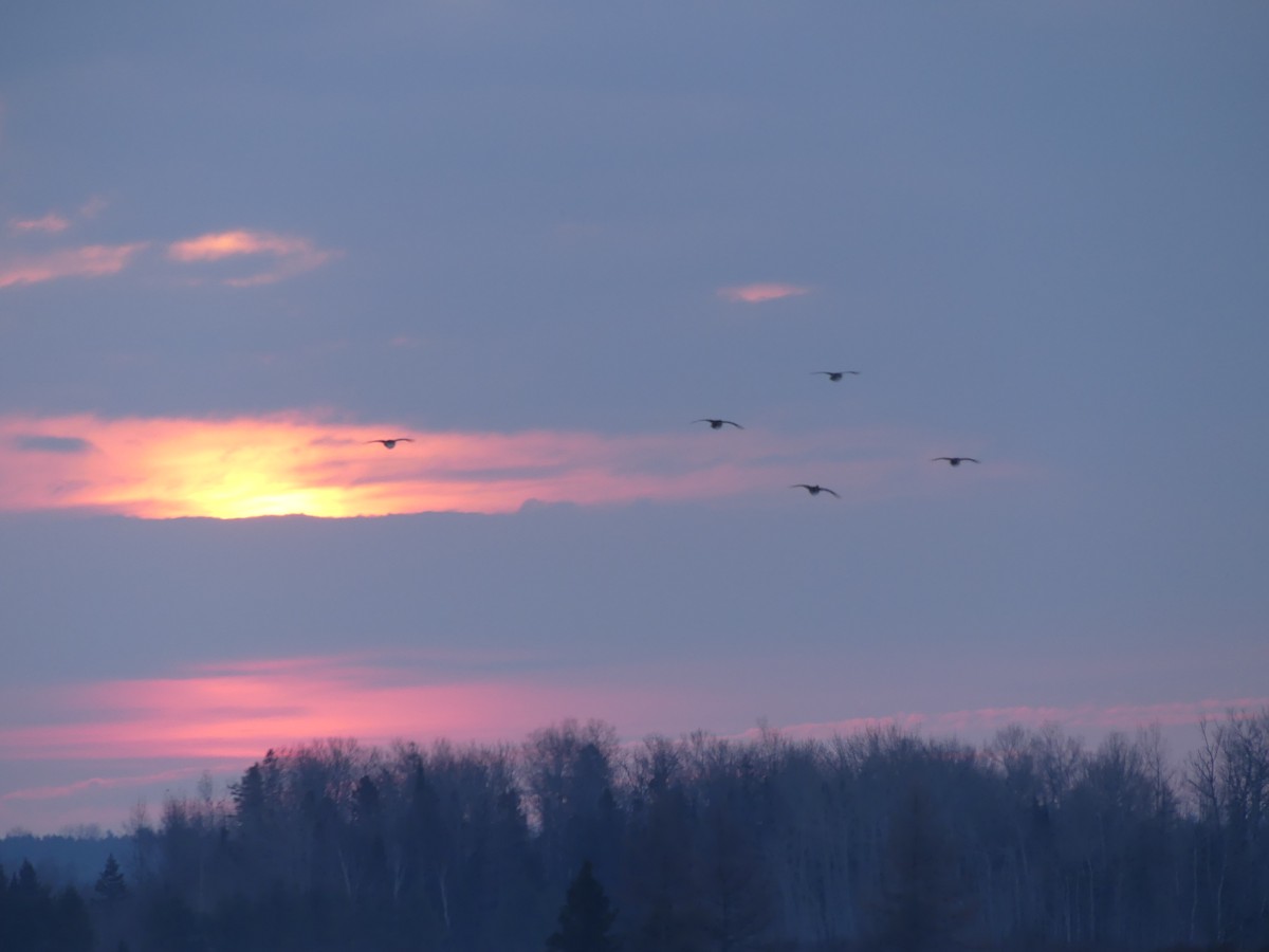 tetřívek ostroocasý - ML652257679