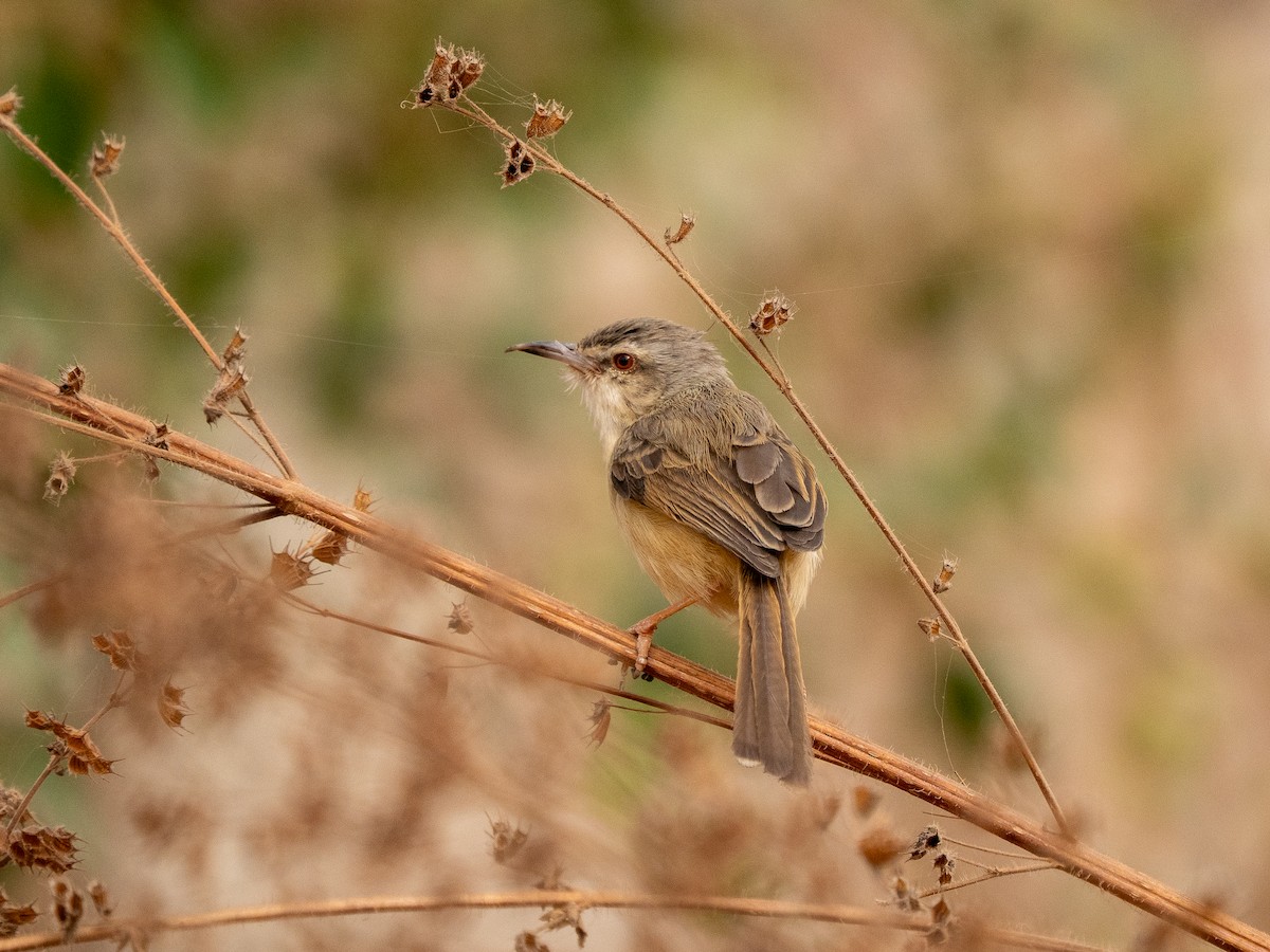 Tawny-flanked Prinia - ML652257685