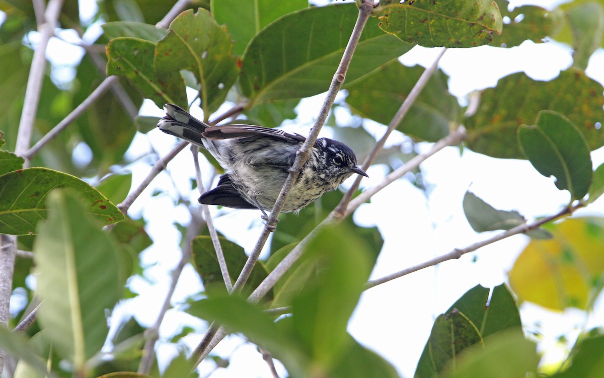 Elfin-woods Warbler - Christoph Moning