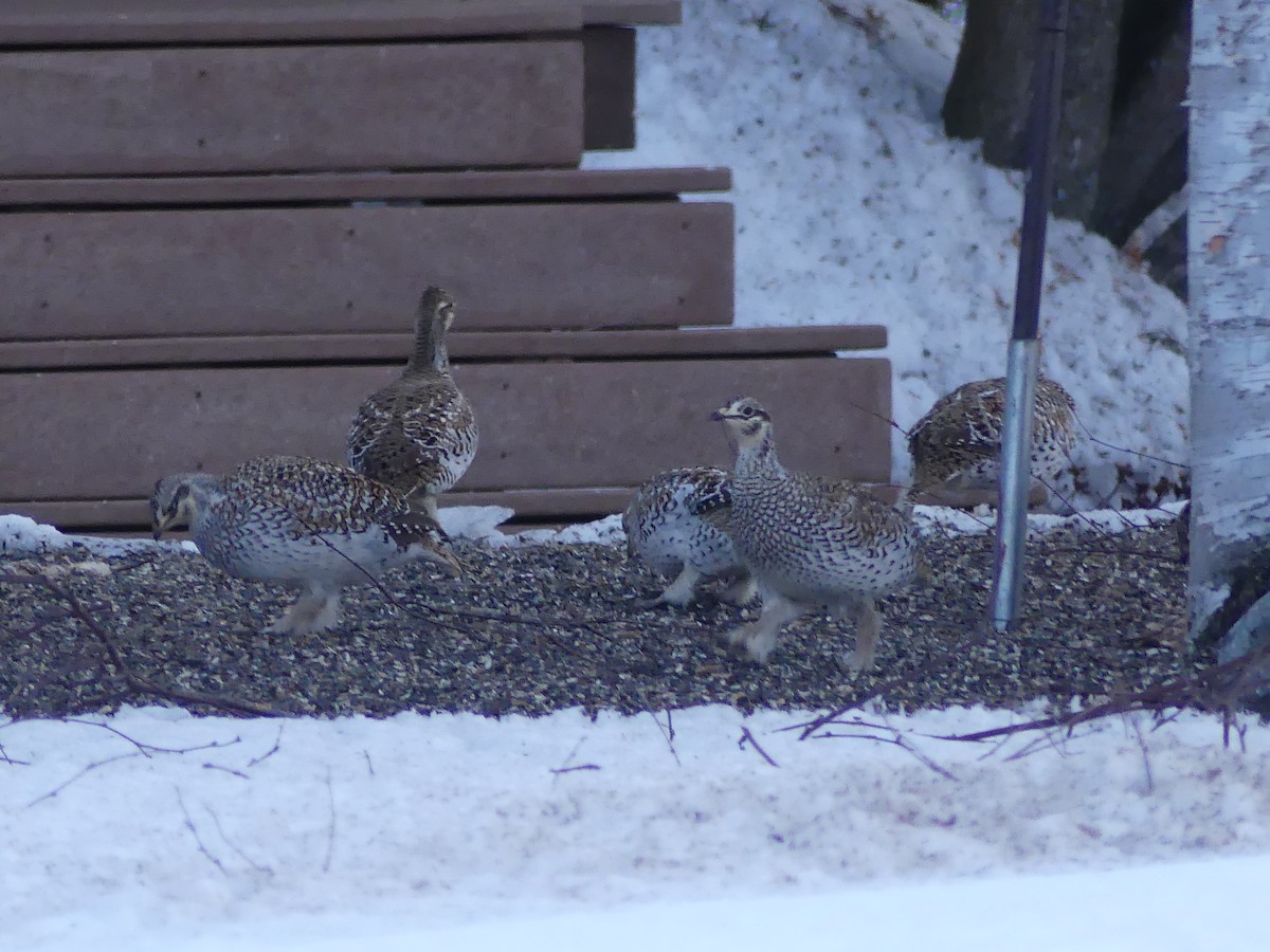 tetřívek ostroocasý - ML652257766