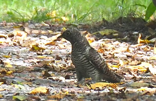 Common Cuckoo - ML652257782