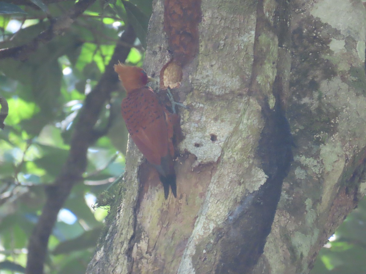 Chestnut-colored Woodpecker - ML652257809