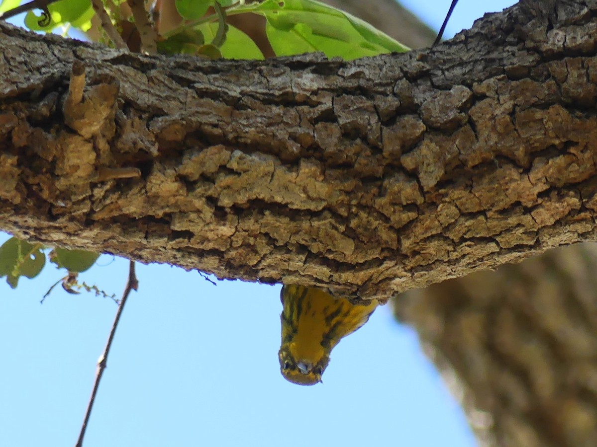 マツアメリカムシクイ - ML652257846