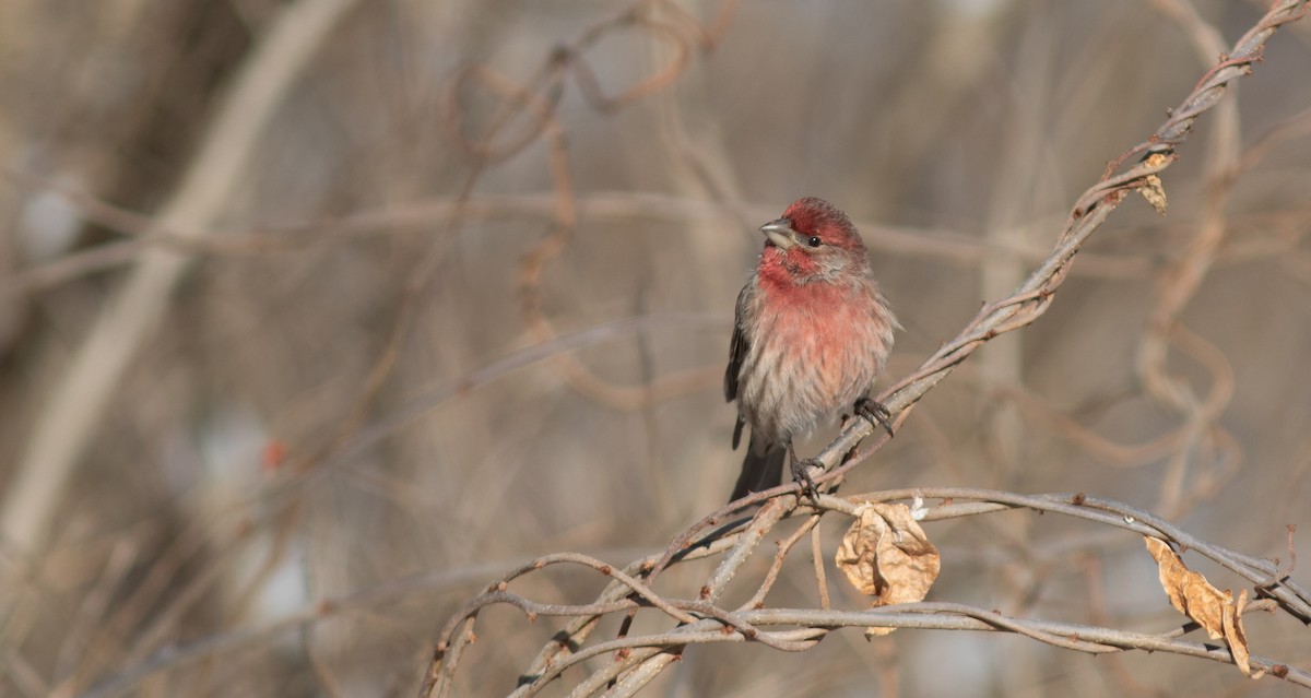 Roselin familier - ML652257850