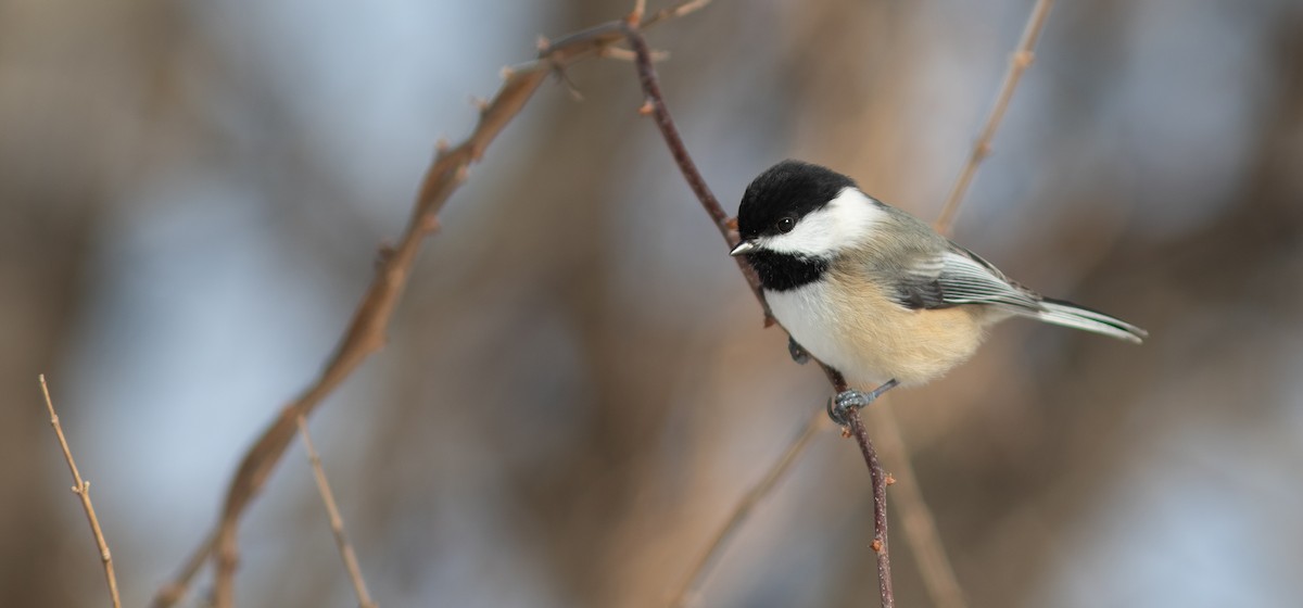 Mésange à tête noire - ML652257852