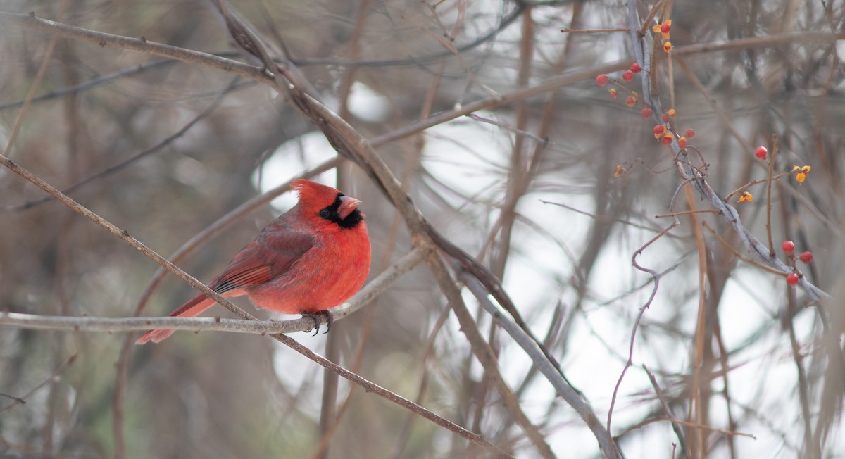 Cardinal rouge - ML652257856