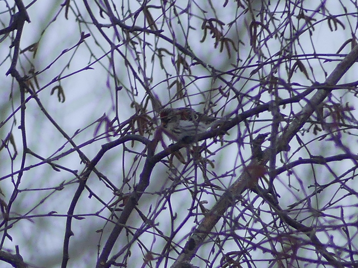 čečetka zimní - ML652257933