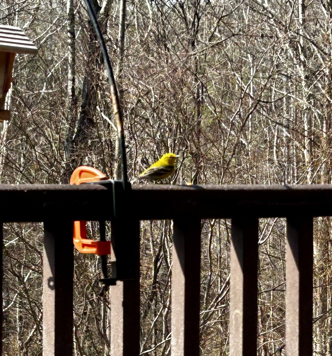 マツアメリカムシクイ - ML652257955