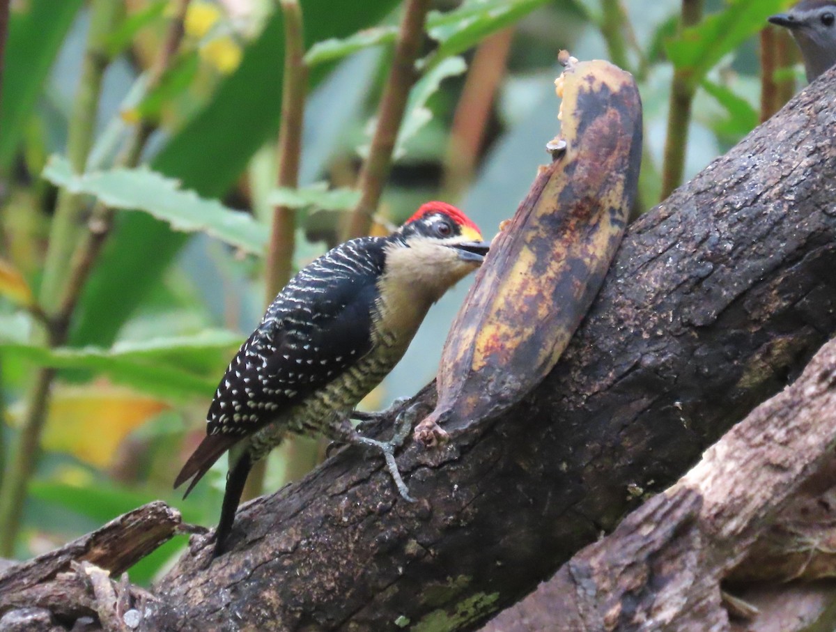 Black-cheeked Woodpecker - ML652258196