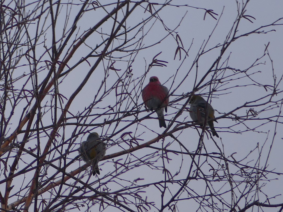 hýl křivčí - ML652258464