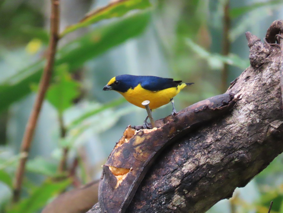 Yellow-throated Euphonia - ML652258471