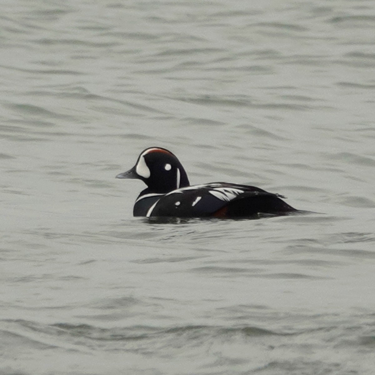 Harlequin Duck - ML652258597