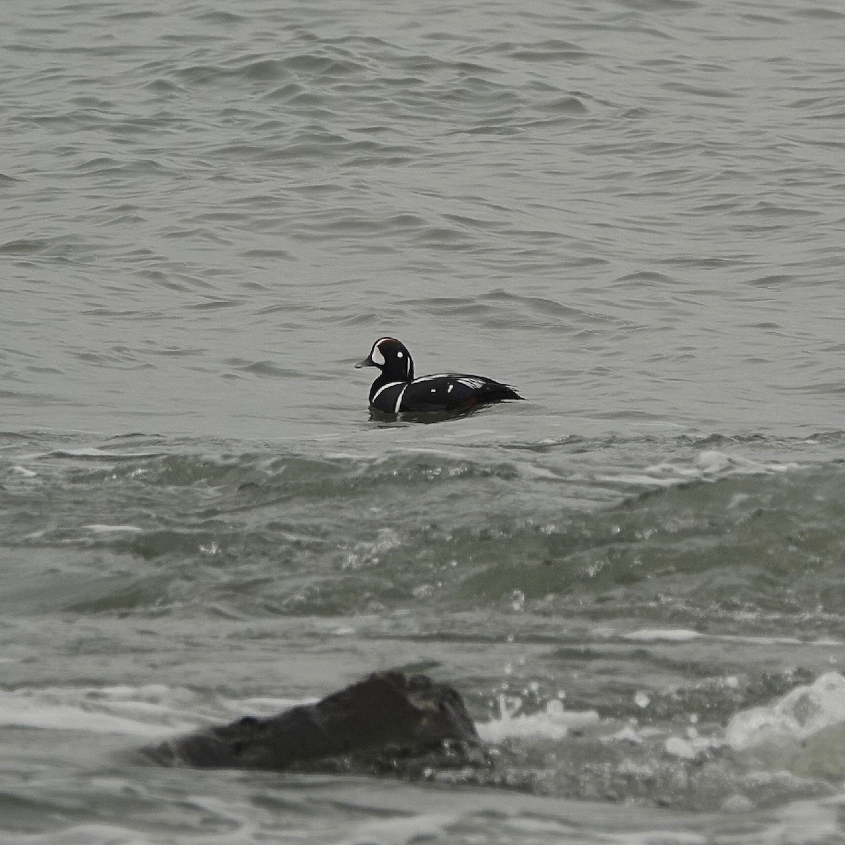 Harlequin Duck - ML652258600