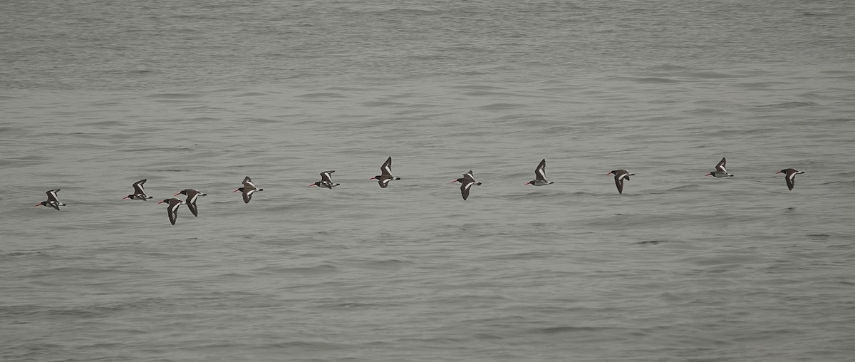 American Oystercatcher - ML652258644