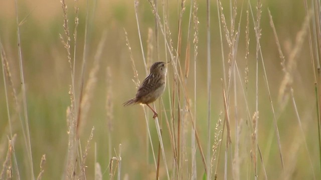 Cucarachero Culibarrado - ML652258771
