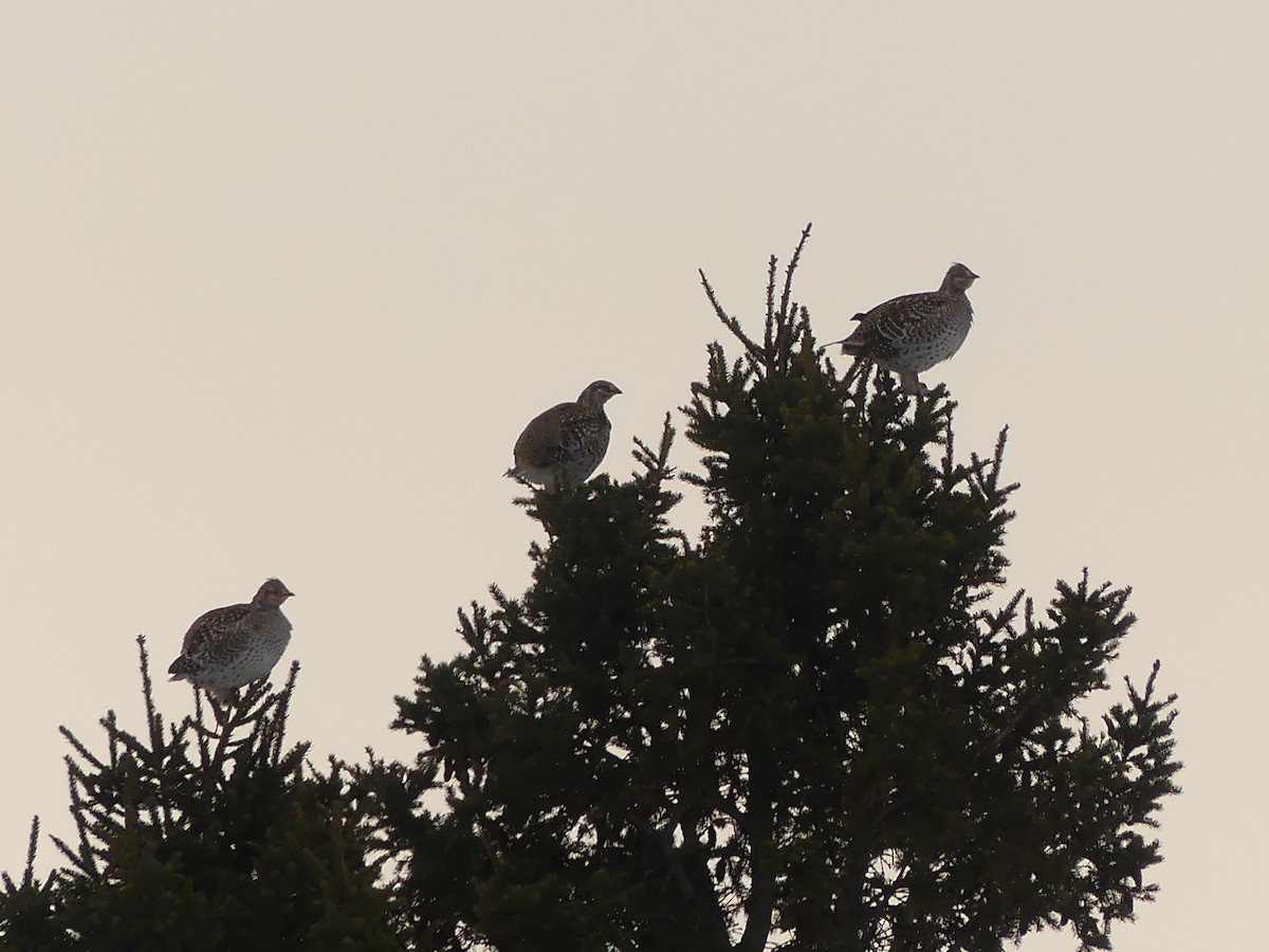 tetřívek ostroocasý - ML652258852