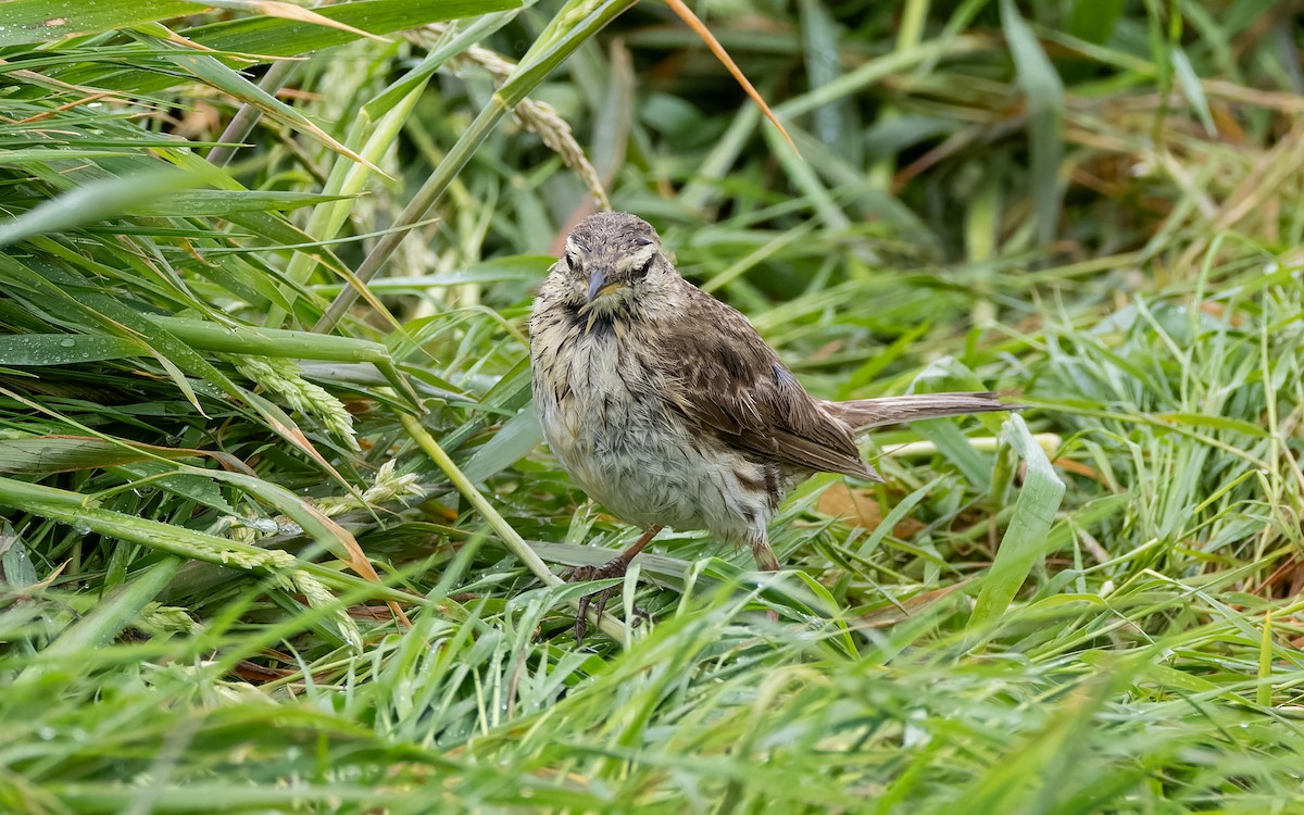 Bisbita Neozelandés - ML652259028