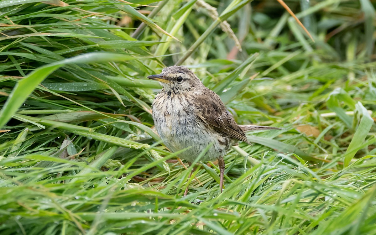 Bisbita Neozelandés - ML652259033