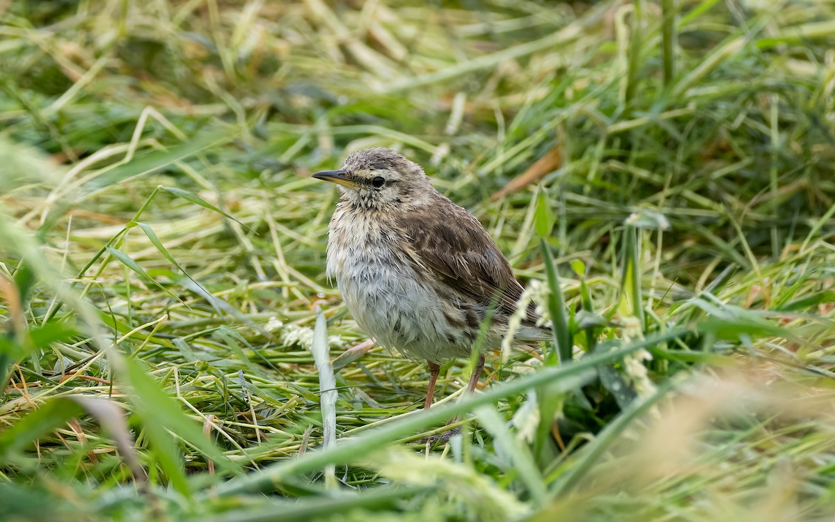 Bisbita Neozelandés - ML652259037