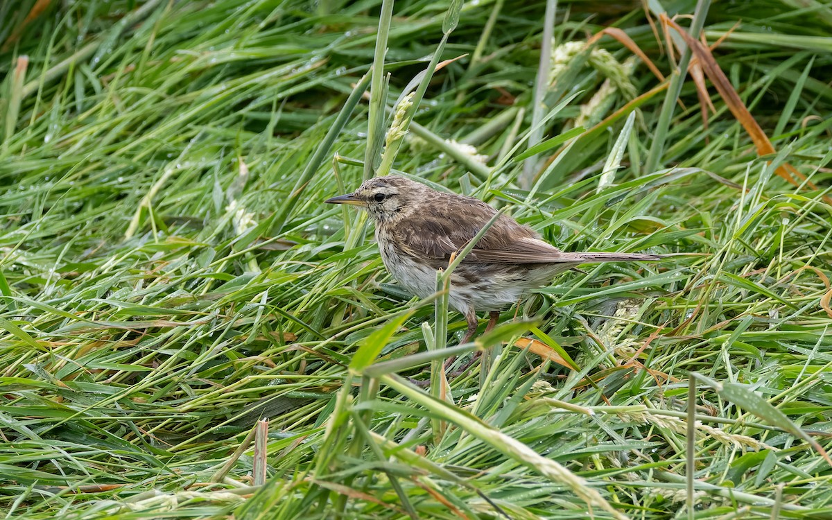 Bisbita Neozelandés - ML652259064