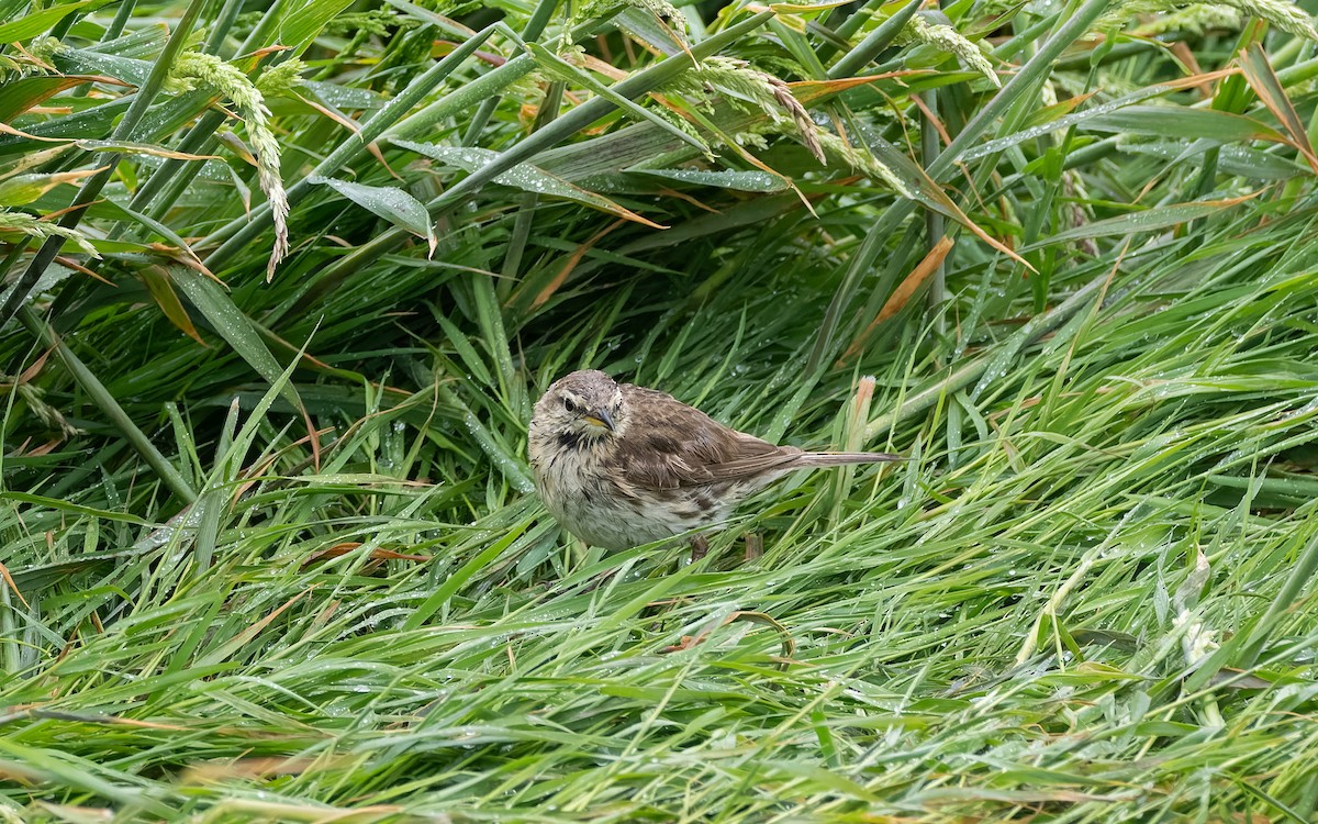 Bisbita Neozelandés - ML652259079