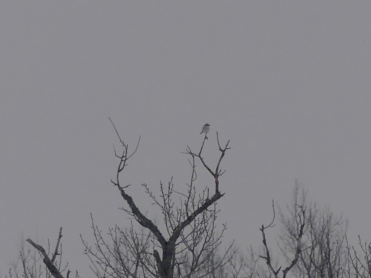 ťuhýk severní - ML652259080