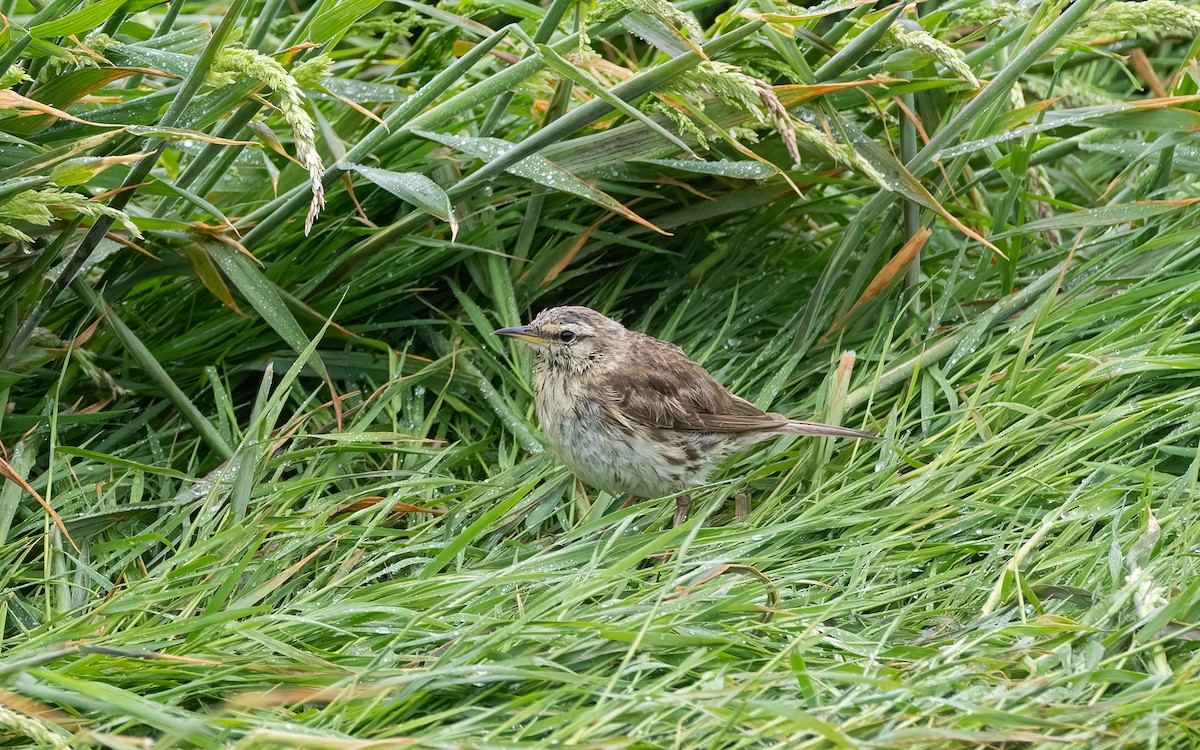 Bisbita Neozelandés - ML652259081