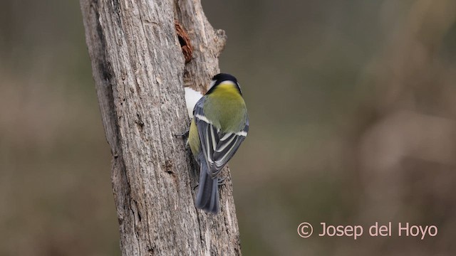 Carbonero Común - ML652259098