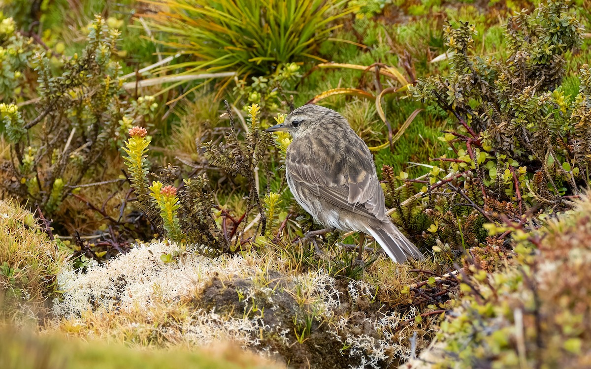 Bisbita Neozelandés - ML652259123