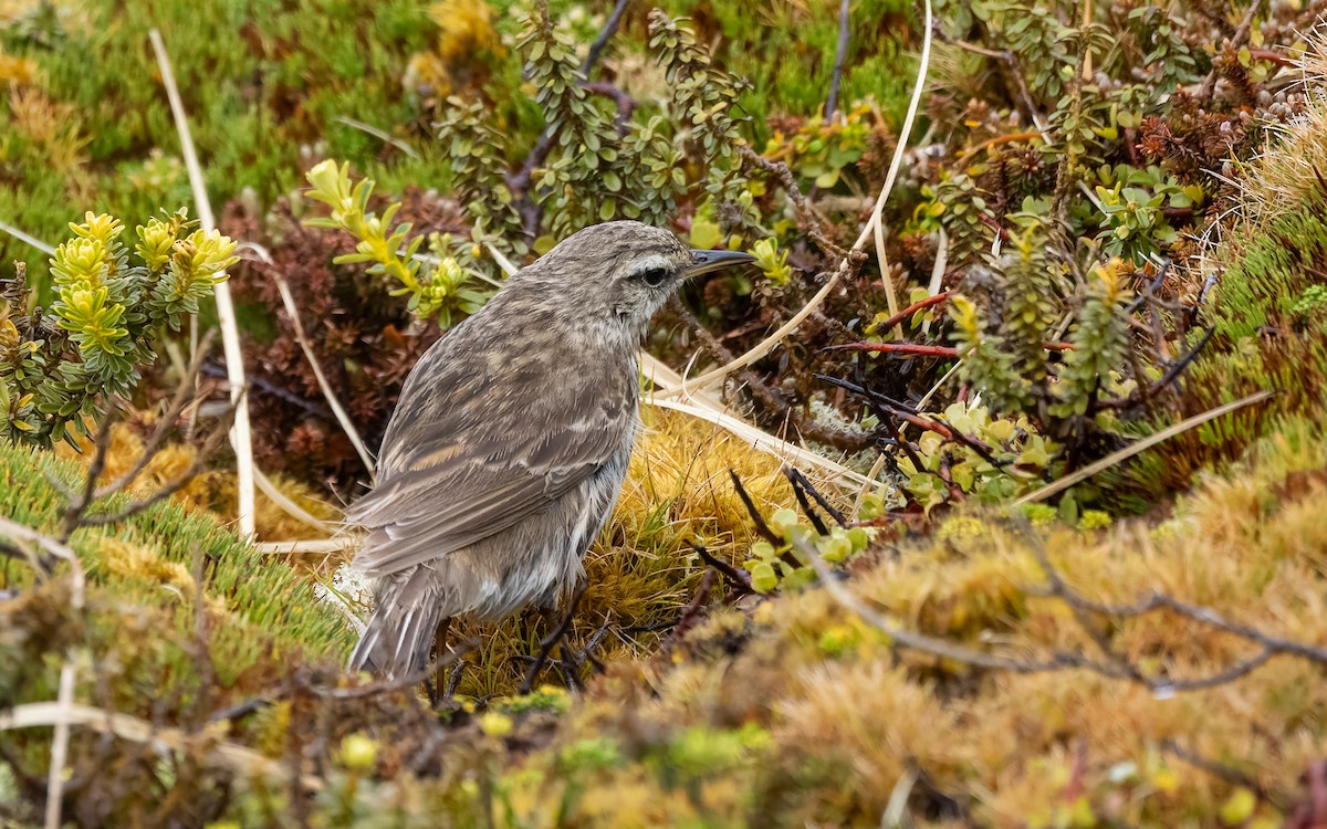 Bisbita Neozelandés - ML652259124