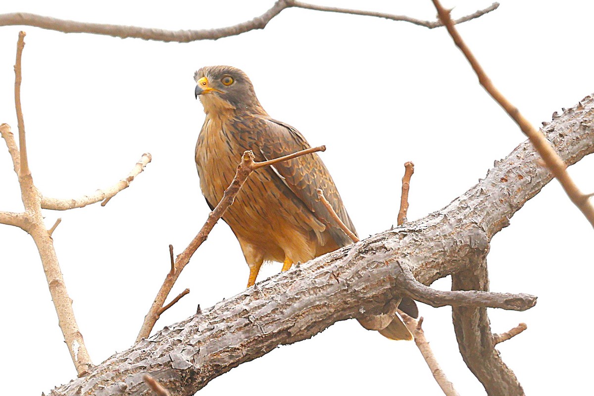 Саранчовый сарыч - ML652259129