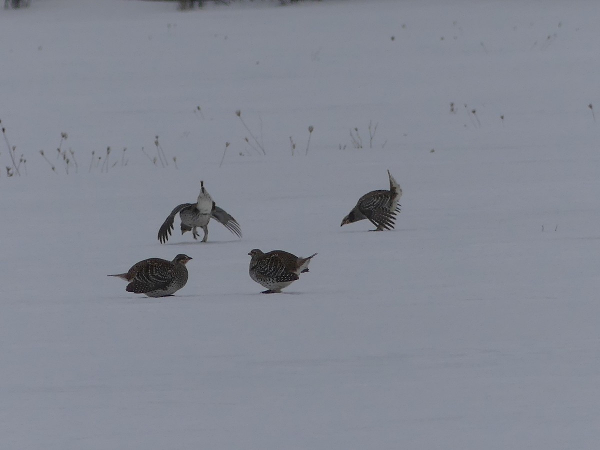 tetřívek ostroocasý - ML652259133