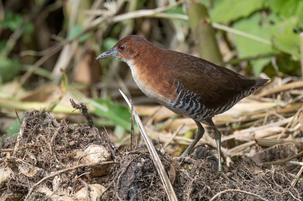 Râle à menton blanc - ML652259138