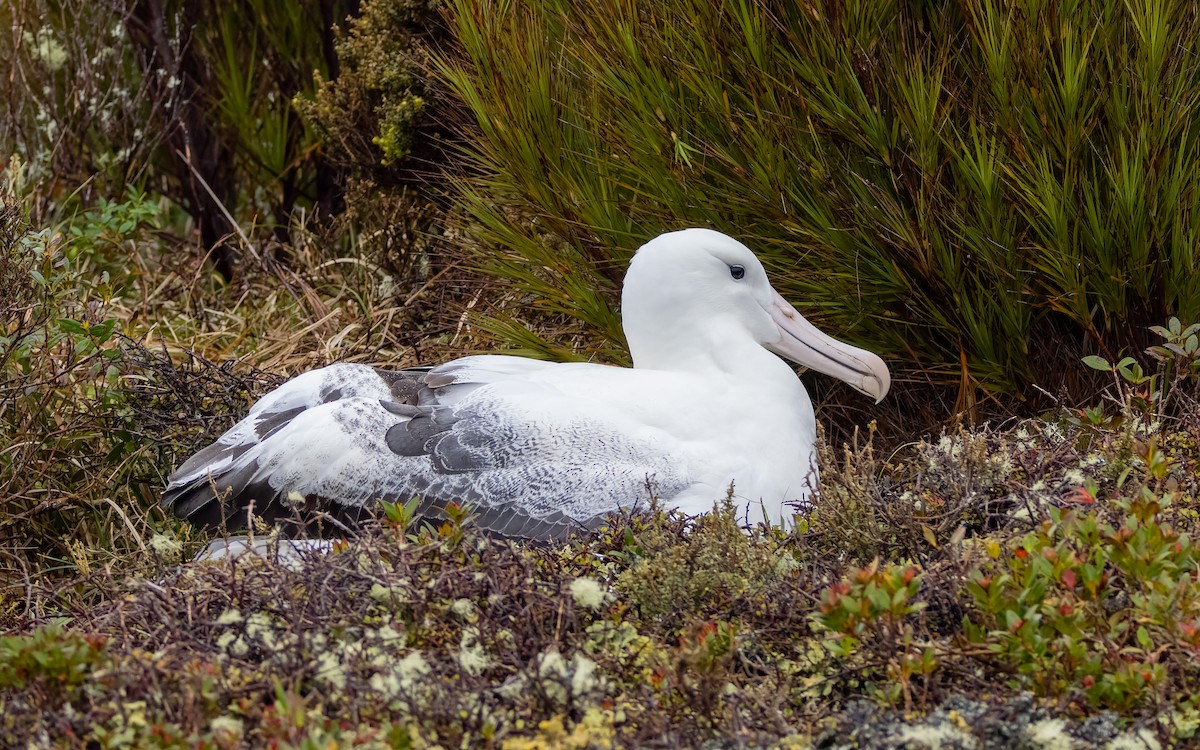 Albatros Real Meridional - ML652259171