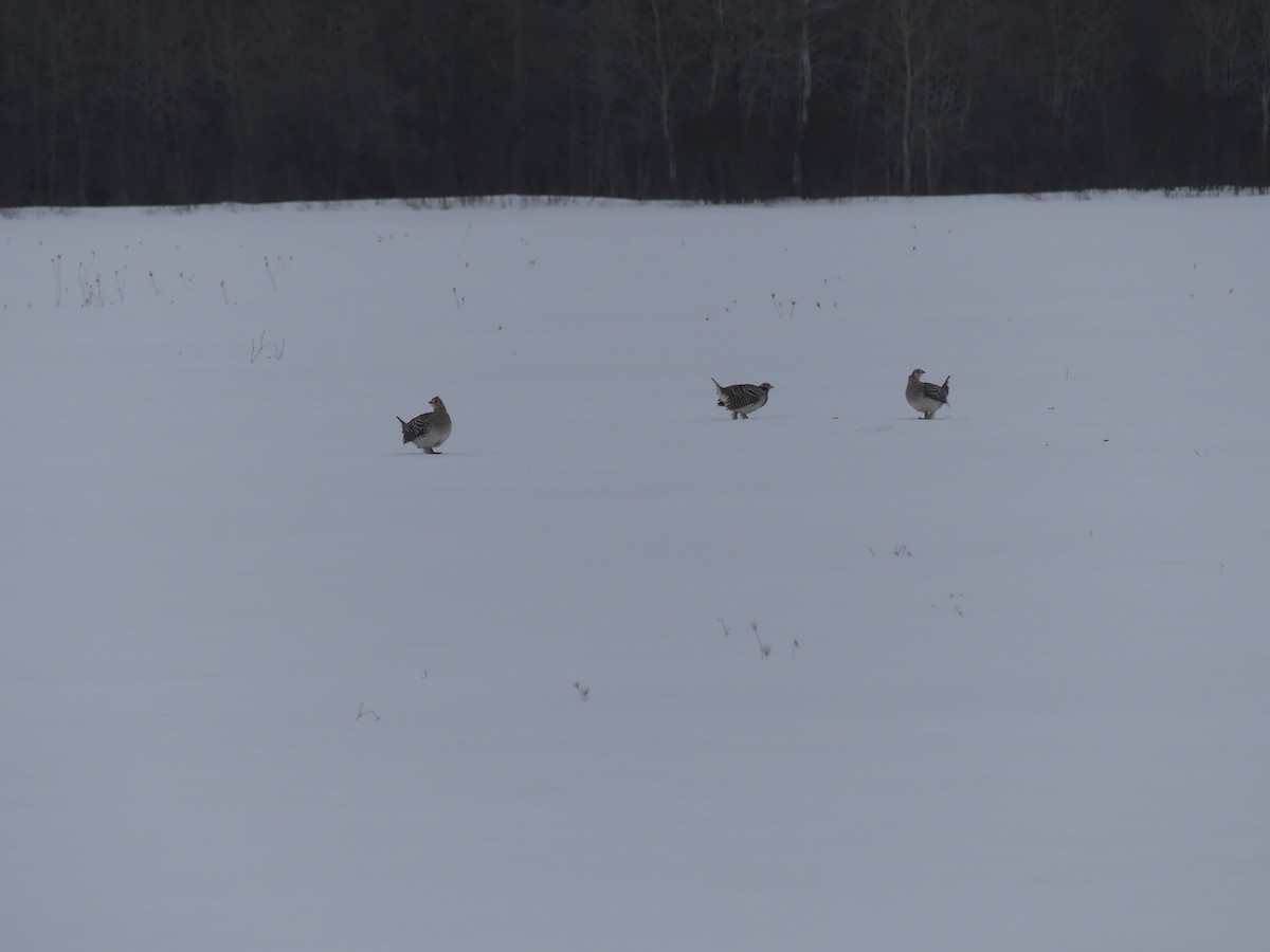 tetřívek ostroocasý - ML652259186