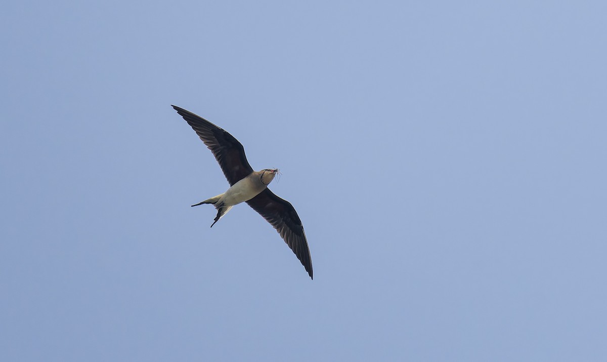 ニシツバメチドリ／ツバメチドリ - ML652259187